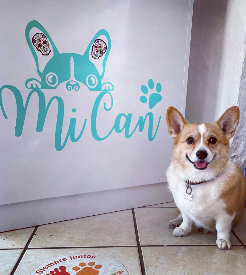 Ambiente limpio y seguro para mascotas